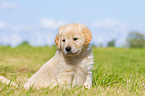 Puppy in the meadow
