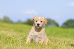 Puppy in the meadow