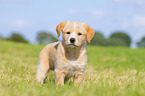 Puppy in the meadow