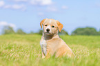 Puppy in the meadow
