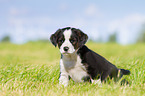 Puppy in the meadow