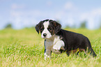 Puppy in the meadow
