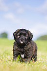 Puppy in the meadow