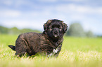 Puppy in the meadow