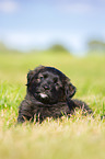 Puppy in the meadow