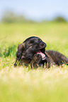 Puppy in the meadow