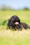Puppy in the meadow