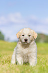 Puppy in the meadow