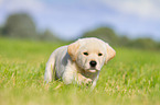 Puppy in the meadow