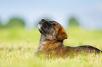 Puppy in the meadow