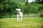 running Boxer-Pointer