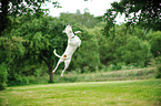 jumping Boxer-Pointer