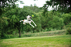 jumping Boxer-Pointer