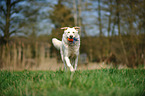 playing Shepherd-Mongrel