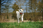 playing Shepherd-Mongrel