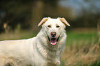 Shepherd-Mongrel Portrait
