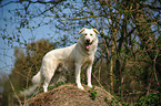Shepherd-Mongrel