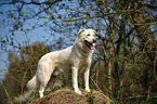 Shepherd-Mongrel