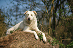 lying Shepherd-Mongrel