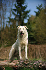 Shepherd-Mongrel