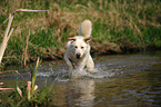 running Shepherd-Mongrel