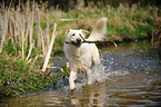 playing Shepherd-Mongrel