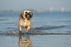 running Shih-Tzu-Mongrel