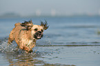 running Shih-Tzu-Mongrel