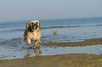 running Shih-Tzu-Mongrel