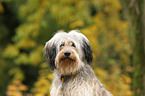 mongrel portrait