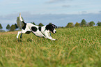 running Pointer-Beagle