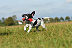 playing Pointer-Beagle