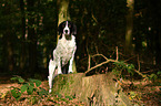 Pointer-Beagle