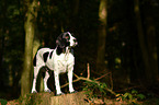 Pointer-Beagle