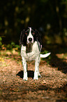 Pointer-Beagle