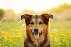 Bernese-Mountain-Dog-Shepherd Portrait