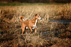 Podenco-Mongrel