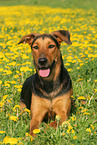 lying Shepherd-Mongrel