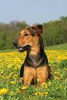 lying Shepherd-Mongrel