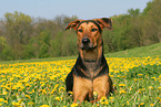 lying Shepherd-Mongrel
