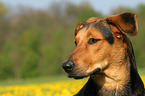 Shepherd-Mongrel Portrait