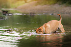 bathing Staffordshire-Terrier-Mongrel