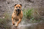 running Staffordshire-Terrier-Mongrel