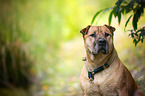 Staffordshire-Terrier-Mongrel Portrait