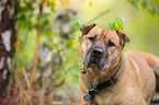 Staffordshire-Terrier-Mongrel Portrait