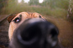 Staffordshire-Terrier-Mongrel eye