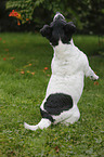 begging Jack-Russell-Terrier-Mongrel