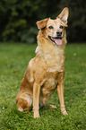 sitting Dachshund-Rehpinscher