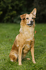 sitting Dachshund-Rehpinscher