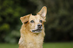 Dachshund-Rehpinscher Portrait